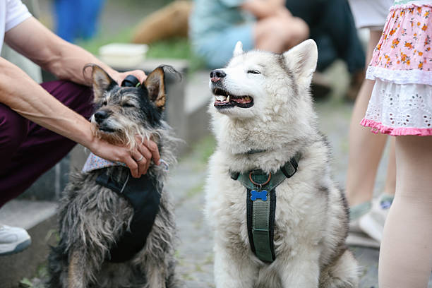 Well-groomed happy dog