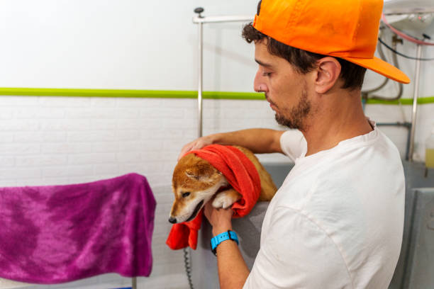 Dog getting spa grooming treatment
