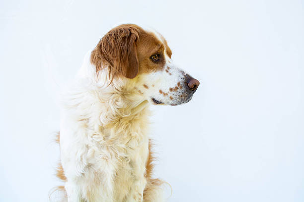 Stylish trimmed dog